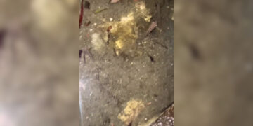VIDEO | Denuncian Muerte de Peces en la fuente de conocida plaza comercial