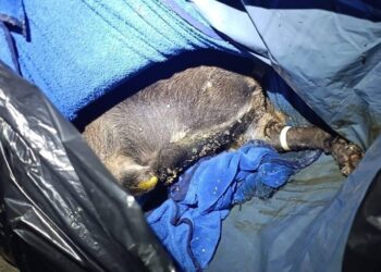 Chetumal, Fraude en Chetumal, Crematorio de mascotas, Fraude crematorio, Engaño cenizas mascotas