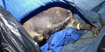 Chetumal, Fraude en Chetumal, Crematorio de mascotas, Fraude crematorio, Engaño cenizas mascotas