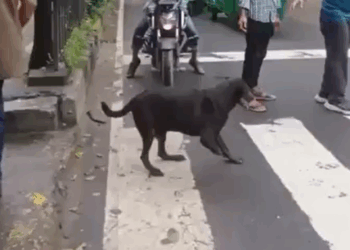 Detienen el Tráfico para que un Perrito sin Patita Cruce Seguro