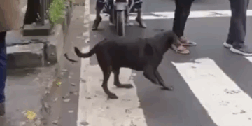 Detienen el Tráfico para que un Perrito sin Patita Cruce Seguro