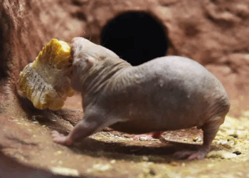 El Secreto de la Longevidad: Ratas Calvas Revelan Mecanismo Genético Contra el Envejecimiento