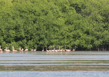 Retorno del Flamenco Rosado Tras 25 Años de Ausencia en el Norte de Quintana Roo