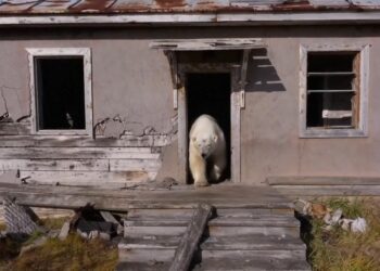 Invasión Ártica Osos Polares Se Adueñan de Estación Científica Abandonada en Rusia
