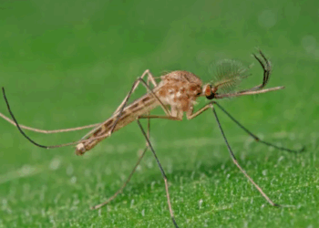 Mosquitos Invaden Islandia por Primera Vez Tras Récord de Calor