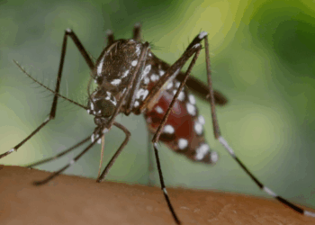 Quintana Roo Intensifica la Vigilancia Sanitaria por Amenaza de Mosquito Invasor