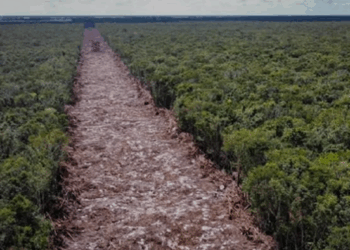 Fuerte Operativo para Detener Invasiones Ilegales y Deforestación en Playa del Carmen