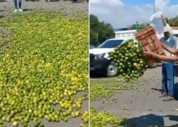 "Lo Quieren Regalado... ¡Ahí Está!" Productores de Limón Tiran su Cosecha en Desesperada Protesta 📢🍋