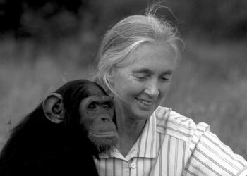 Triste Adiós a una Leyenda: Muere Jane Goodall, Renombrada Conservacionista a los 91 Años
