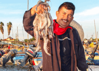 Extienden la Veda del Camarón Hasta el 15 de Octubre para Proteger la Especie