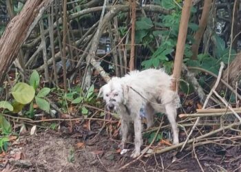 «Rescatan a perrita maltratada en Chetumal»