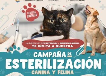 Ana Paty Peralta impulsa campaña gratuita de esterilización canina y felina