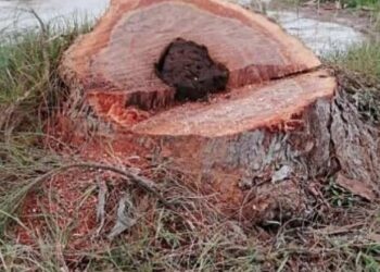 Confía regidor de Playa del Carmen en que nueva Dirección de Vivienda frene tala ilegal de árboles