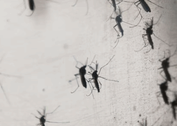 Yucatán a la Vanguardia: Arranca la "Fábrica de Mosquitos Buenos" Contra el Dengue