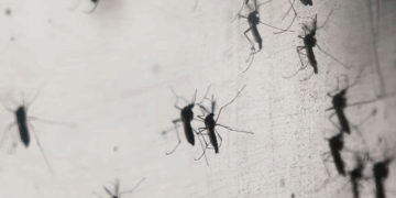 Yucatán a la Vanguardia: Arranca la "Fábrica de Mosquitos Buenos" Contra el Dengue