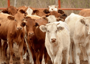 «México y E.U avanzan hacia la reapertura fronteriza para exportación de ganado»