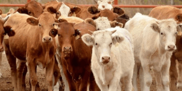 «México y E.U avanzan hacia la reapertura fronteriza para exportación de ganado»