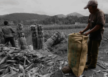 Productores rechazan precios del maíz de Sader «El campo mexicano está colapsando»