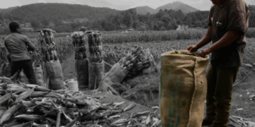 Productores rechazan precios del maíz de Sader «El campo mexicano está colapsando»