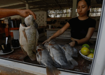 «Agricultores encuentran en la producción de Tilapia una nueva forma de prosperar»