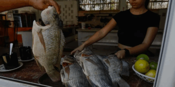 «Agricultores encuentran en la producción de Tilapia una nueva forma de prosperar»