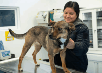«México emplea perros entrenados para combatir Crisis del Gusano Barrenador»