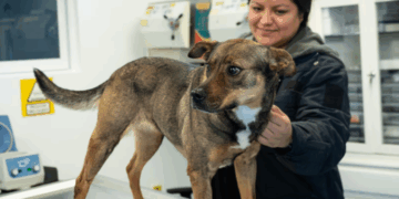 «México emplea perros entrenados para combatir Crisis del Gusano Barrenador»