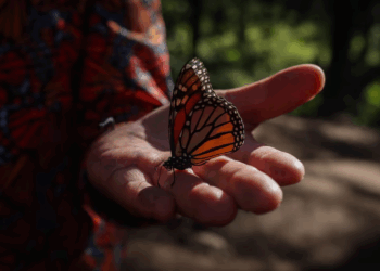 «Mariposas monarca portarán transmisores GPS para mejorar su conservación»