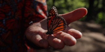 «Mariposas monarca portarán transmisores GPS para mejorar su conservación»