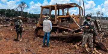 «Frenan devastación en Bacalar por expansión agrícola menonita»