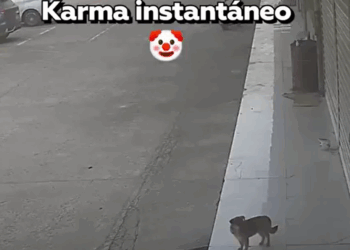 Karma Instantáneo: Hombre Resbala y Cae al Intentar Patear a un Perro en China