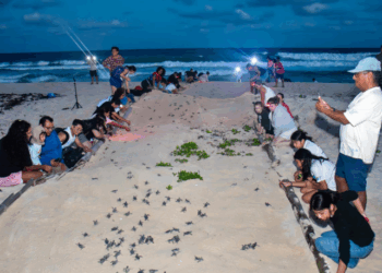 Concluye Temporada de Tortugas Marinas 2025 con Récord de Nidos en Cozumel