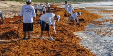 «Documental sobre sargazo mostrará una nueva visión de la crisis en Quintana Roo»
