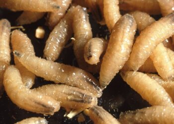 Conmoción en Argentina por caso extremo de miasis que perforó el cráneo de una niña