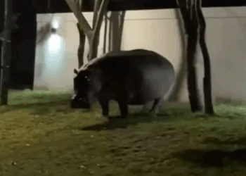 Daniel Illescas Queda "Atónito" al Encontrarse con un Hipopótamo en Antioquia