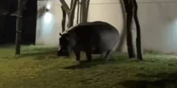 Daniel Illescas Queda "Atónito" al Encontrarse con un Hipopótamo en Antioquia