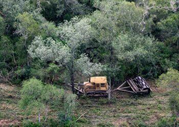 El Lujo de Europa se Tiñe de Deforestación Ilegal en el Gran Chaco Argentino