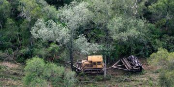 El Lujo de Europa se Tiñe de Deforestación Ilegal en el Gran Chaco Argentino