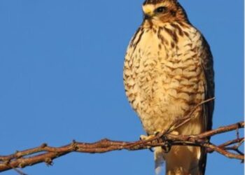El Parque Kabah se Consagra como Atractivo Internacional para la Observación de Aves