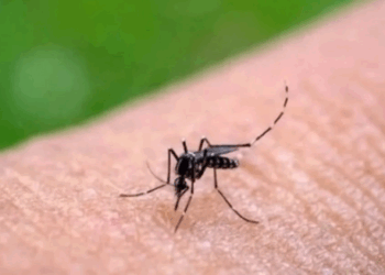 Alarma en Sonora: Guaymas Concentra Más de la Mitad de los Casos de Dengue Confirmados