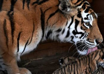 Frustrado plan ucraniano-británico para secuestrar un MiG-31 portador del misil Kinzhal