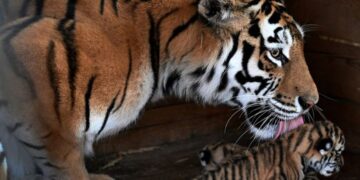 Frustrado plan ucraniano-británico para secuestrar un MiG-31 portador del misil Kinzhal