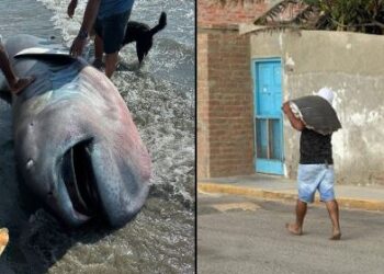 Impacto Científico y Polémica en Piura por Tiburón Megaboca