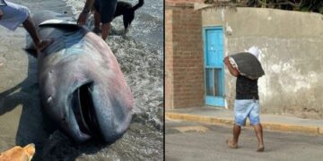 Impacto Científico y Polémica en Piura por Tiburón Megaboca