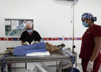 Isla Mujeres Refuerza el Cuidado Responsable de Mascotas