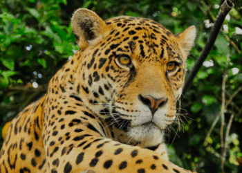 Revelan que el Comercio Ilegal de Jaguar en México es Oportunista y Local