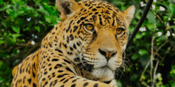 Revelan que el Comercio Ilegal de Jaguar en México es Oportunista y Local