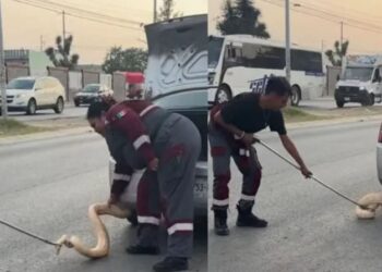 Serpiente pitón sorprende al salir de la cajuela de un auto en Zuazua