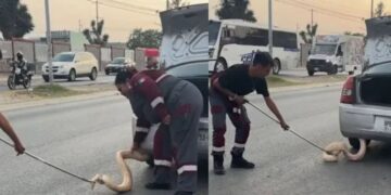 Serpiente pitón sorprende al salir de la cajuela de un auto en Zuazua