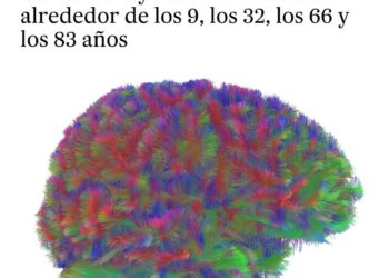 La Adolescencia Cerebral se Extiende Un Estudio Redefine la Madurez